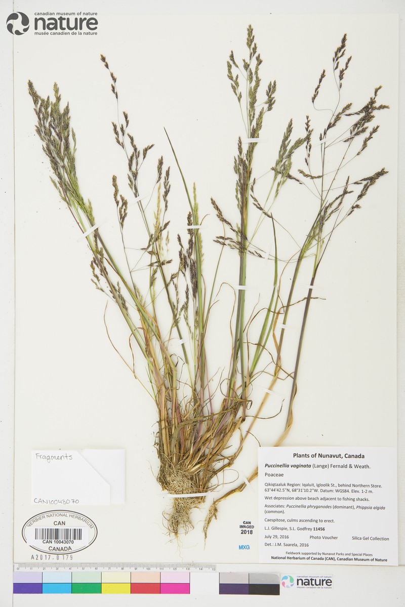 Sheathed Alkaligrass photo 8