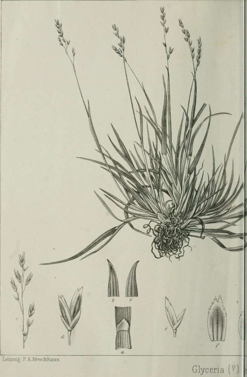 Vahl's Alkaligrass