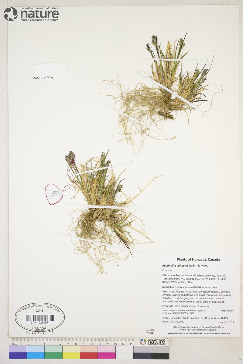 Vahl's Alkaligrass