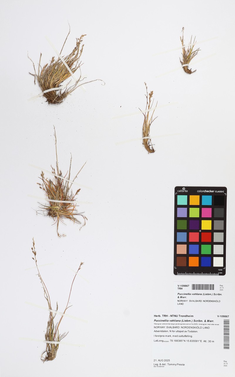 Vahl's Alkaligrass photo 2