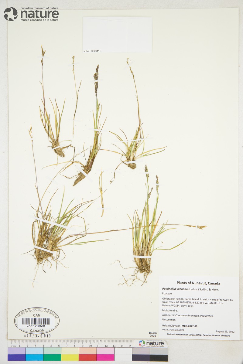 Vahl's Alkaligrass photo 3