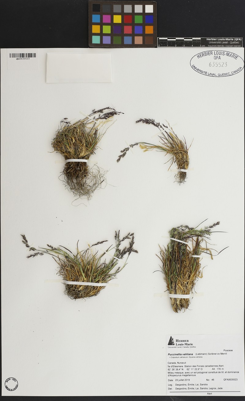 Vahl's Alkaligrass photo 4