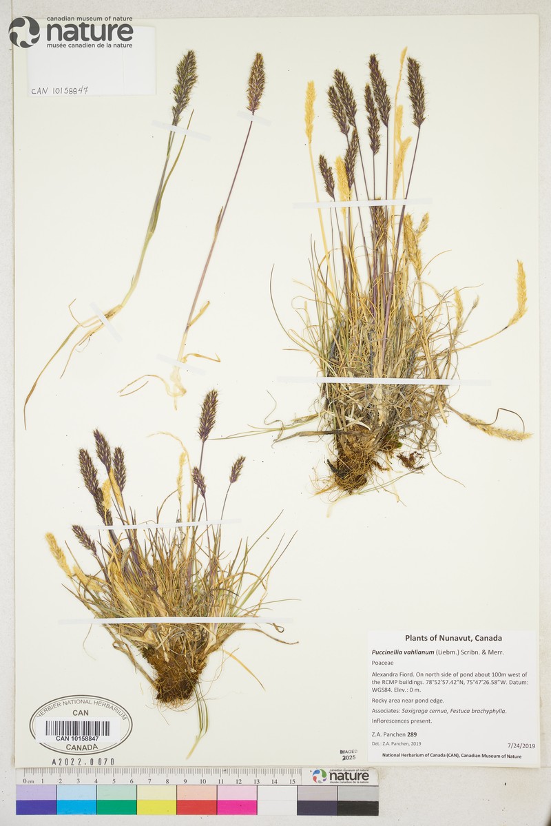 Vahl's Alkaligrass photo 5