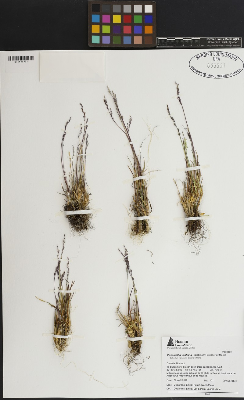 Vahl's Alkaligrass photo 6