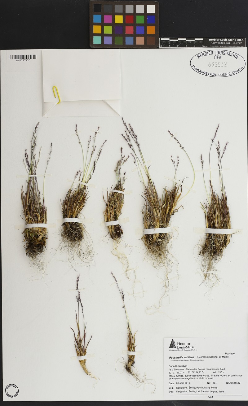 Vahl's Alkaligrass photo 7