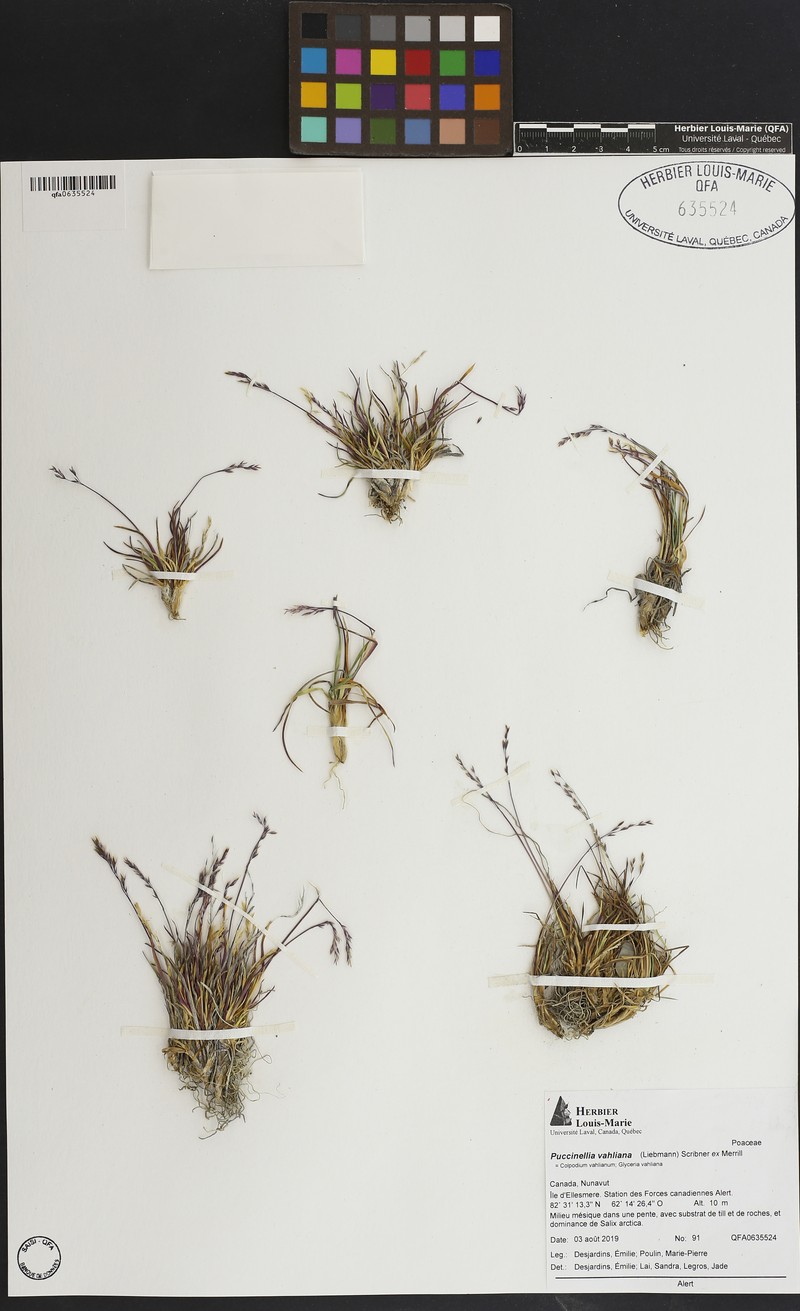 Vahl's Alkaligrass photo 8