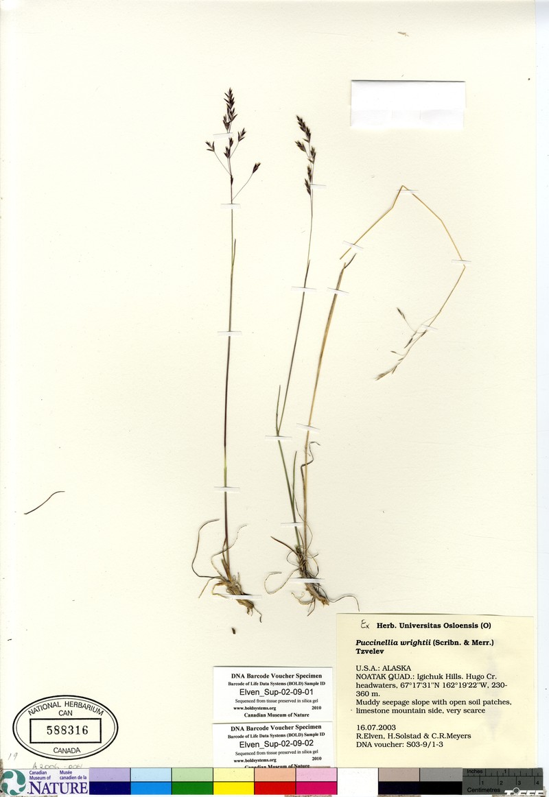 Wright's Alkaligrass