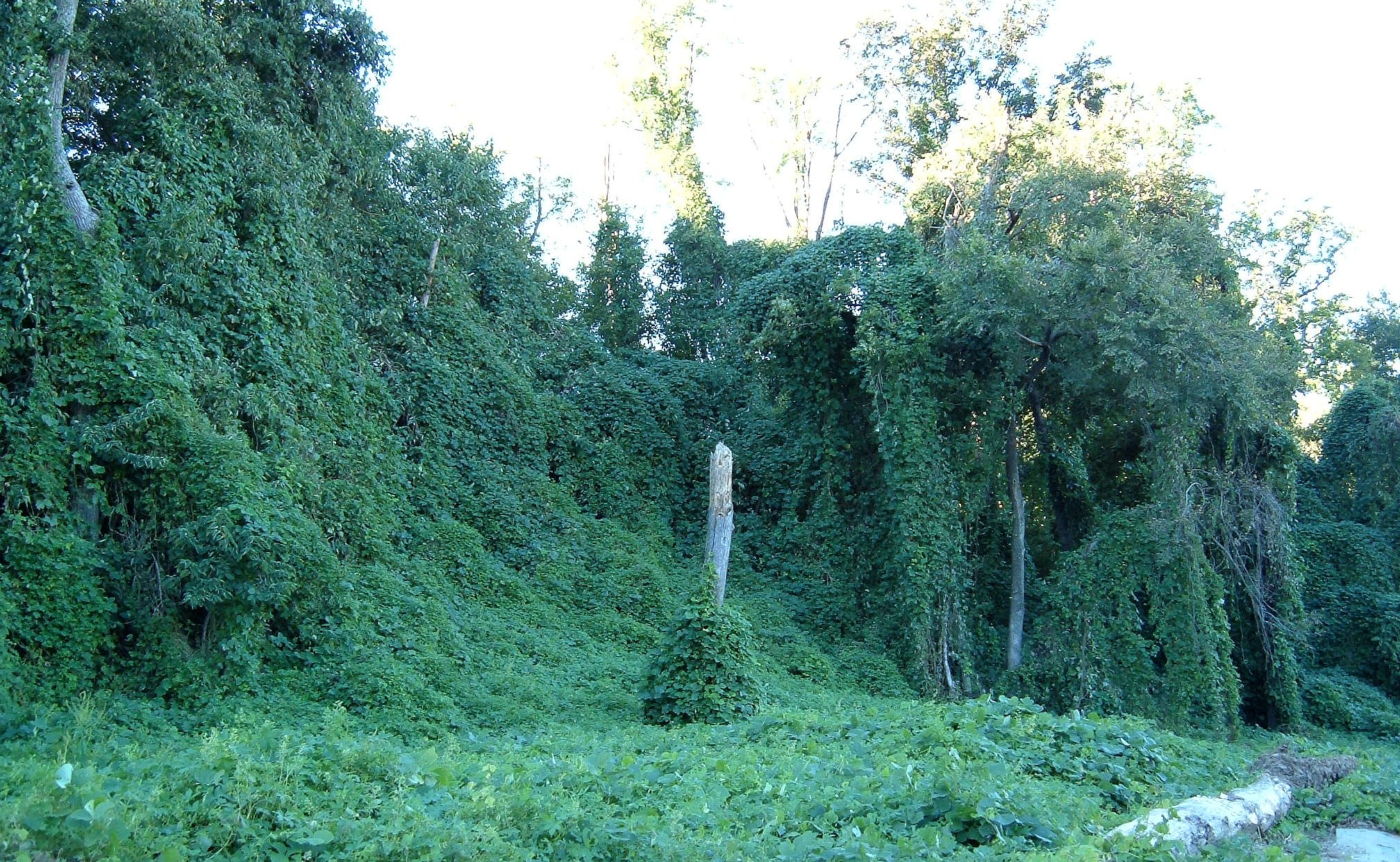 Kudzu photo 7