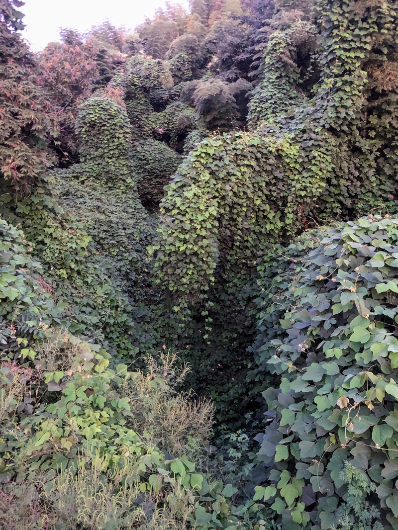 Kudzu photo 3