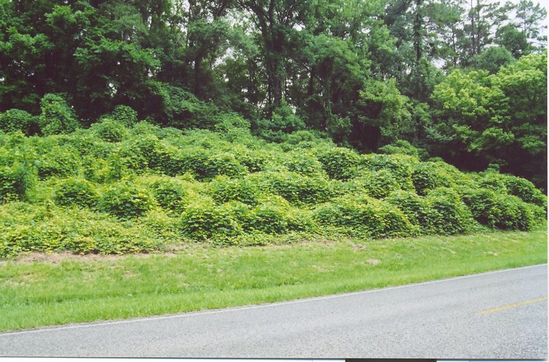 Kudzu photo 8