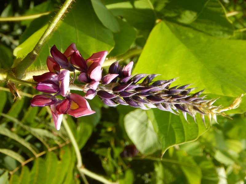 Kudzu