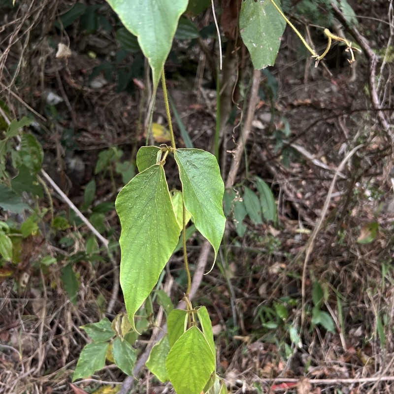 Pueraria montana var. montana