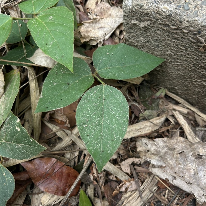 Pueraria montana var. montana photo 2