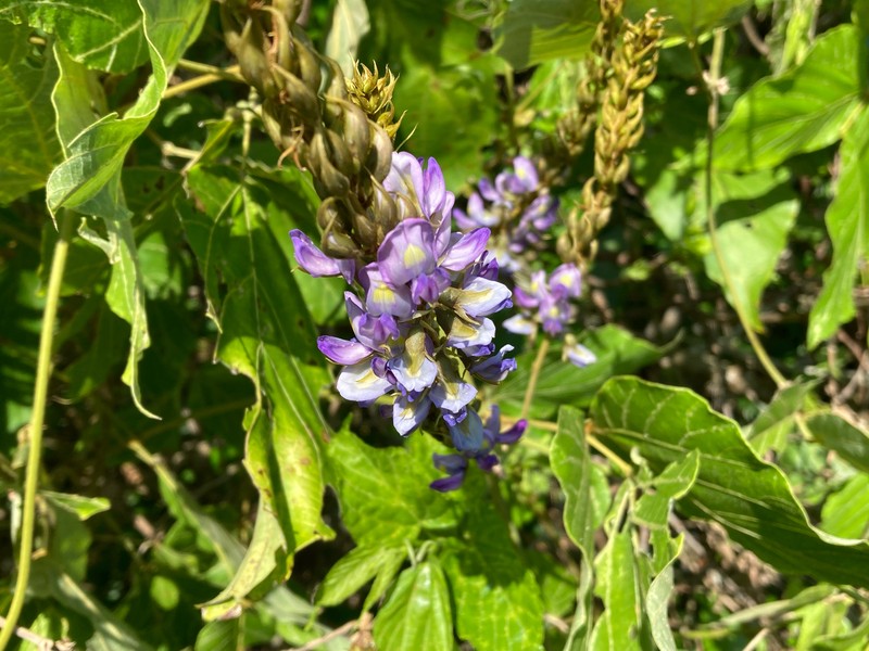 Pueraria montana var. montana photo 3