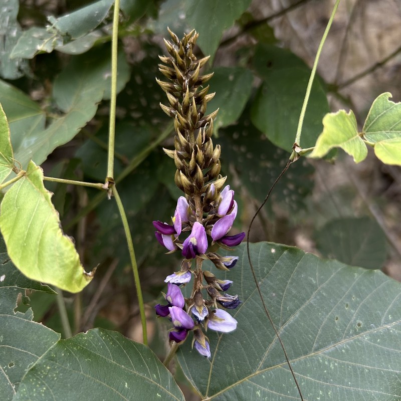 Pueraria montana var. montana photo 4