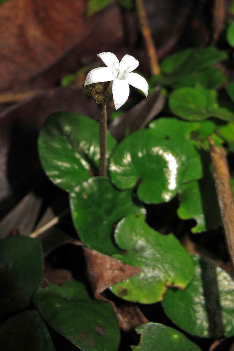 Puffia gerrardii