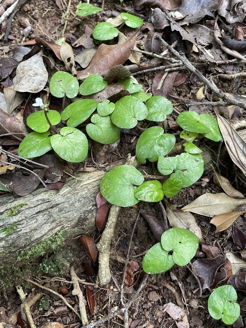 Puffia gerrardii photo 2