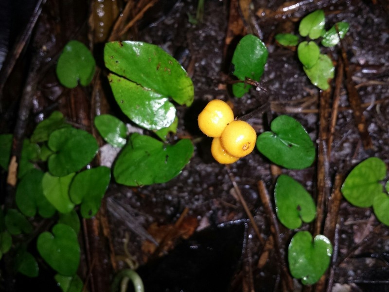 Puffia gerrardii photo 3