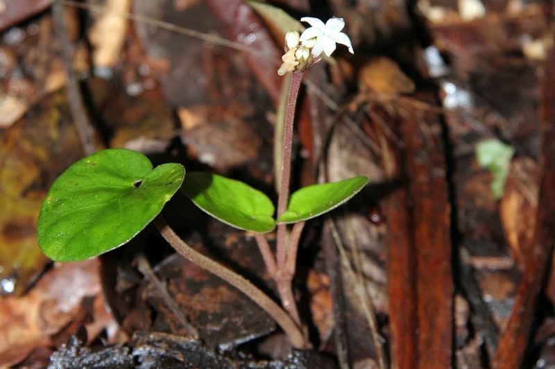 Puffia gerrardii photo 4