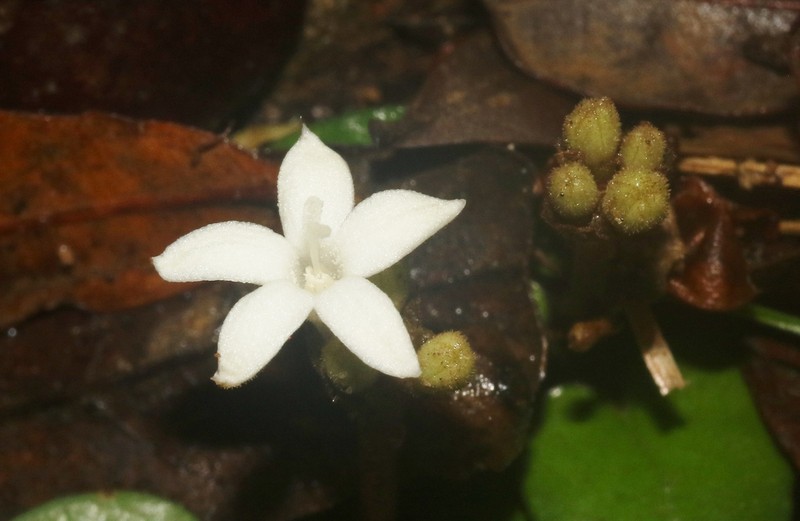 Puffia gerrardii photo 5