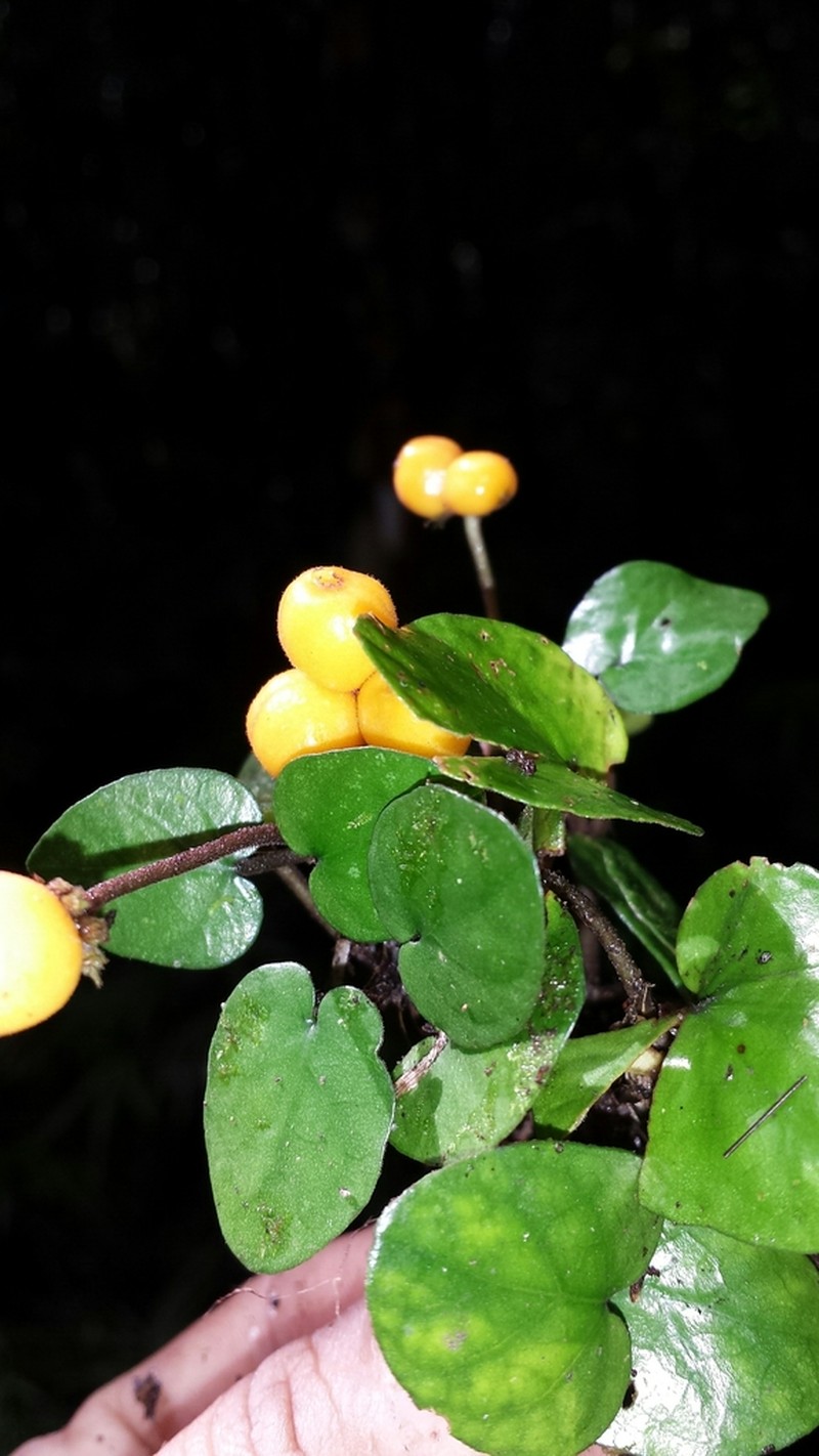 Puffia gerrardii photo 6