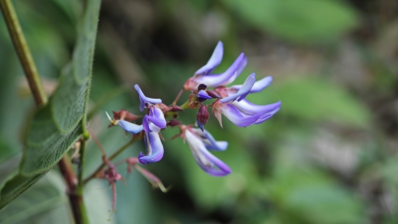 Puhuaea megaphylla