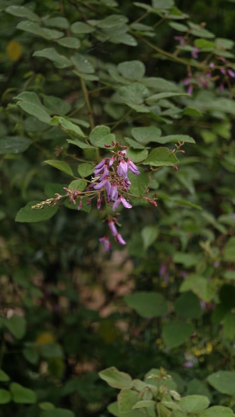Puhuaea megaphylla photo 2