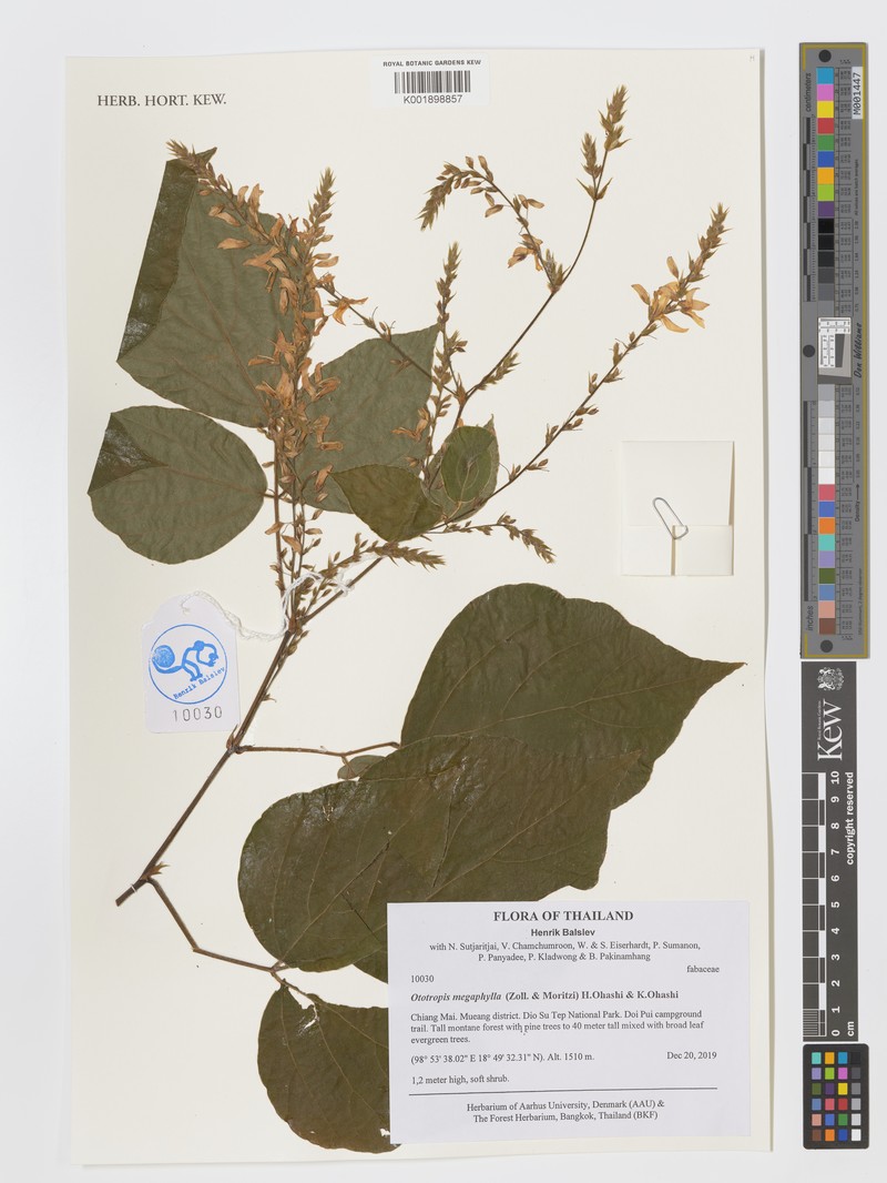 Puhuaea megaphylla photo 3