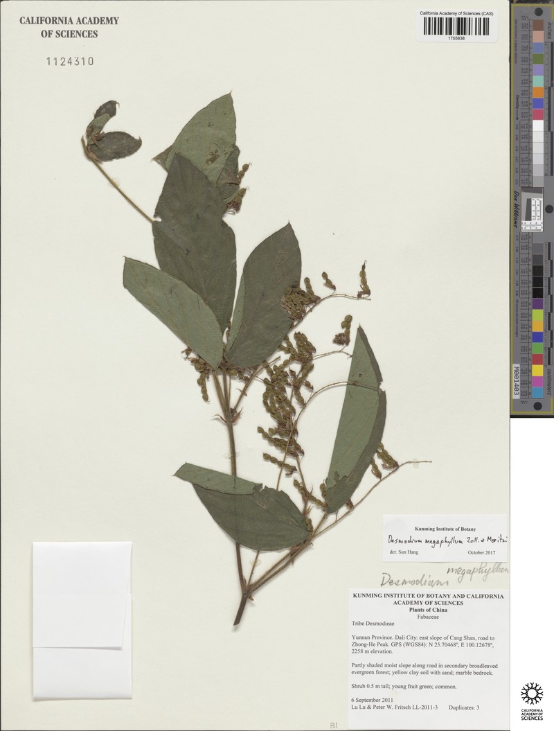 Puhuaea megaphylla photo 4