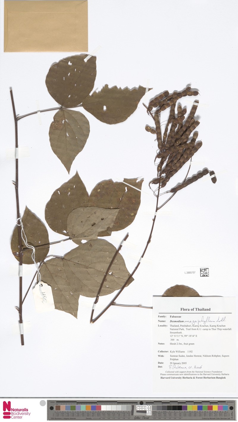 Puhuaea megaphylla photo 5