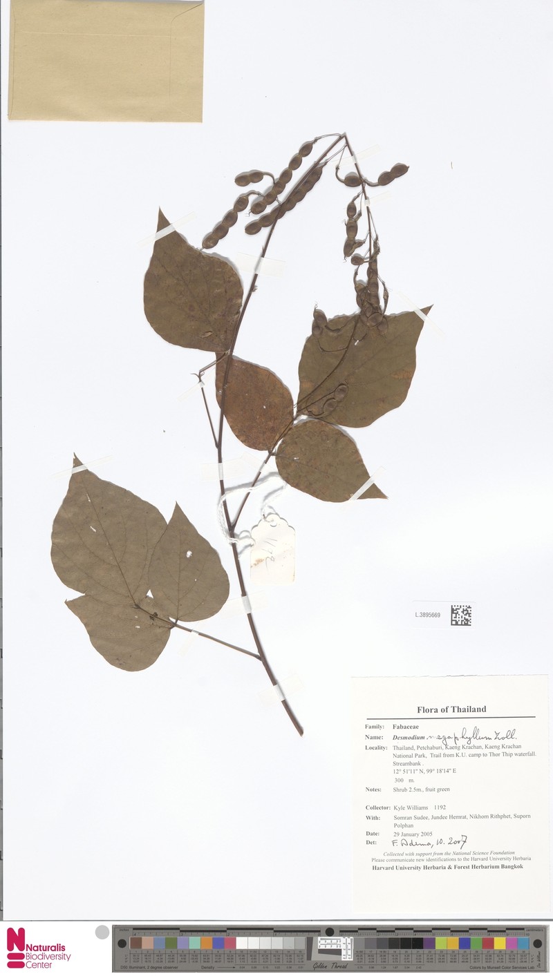 Puhuaea megaphylla photo 6