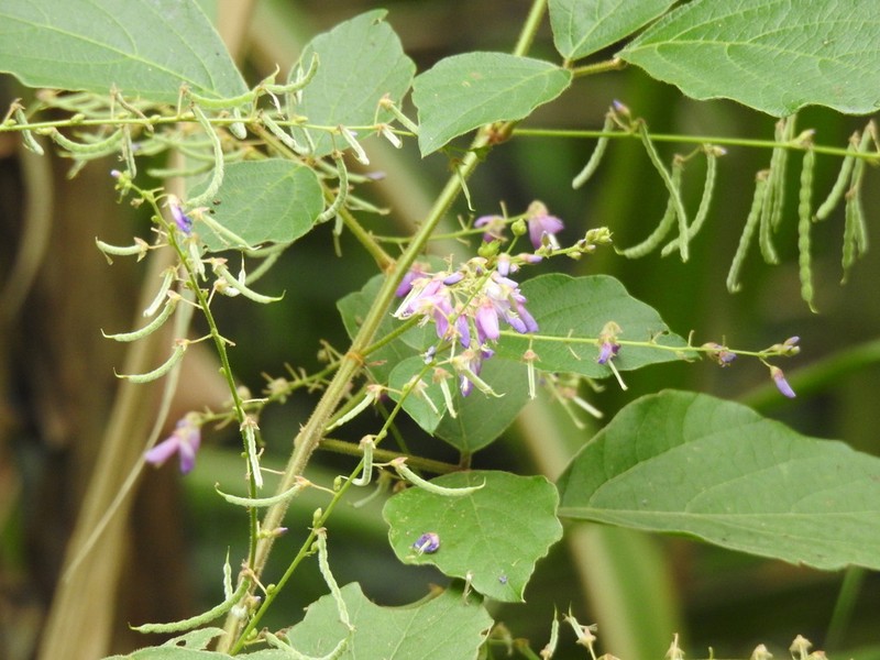 Puhuaea sequax