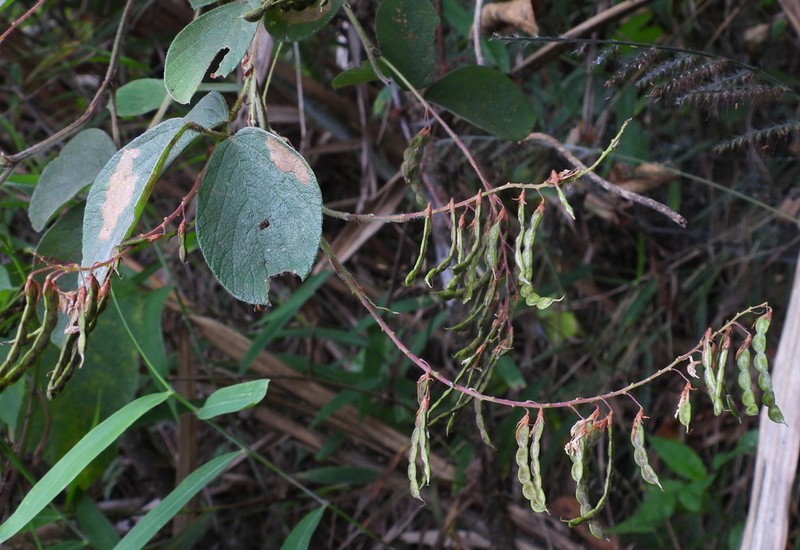 Puhuaea sequax photo 2