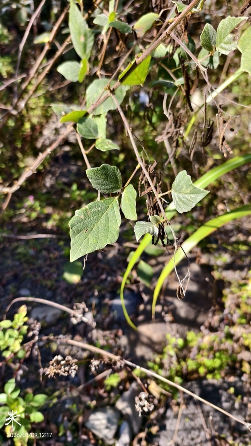 Puhuaea sequax photo 3
