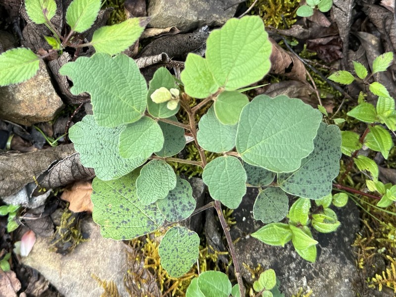 Puhuaea sequax photo 4