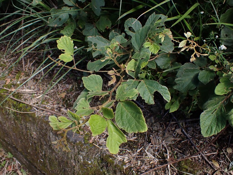 Puhuaea sequax photo 5