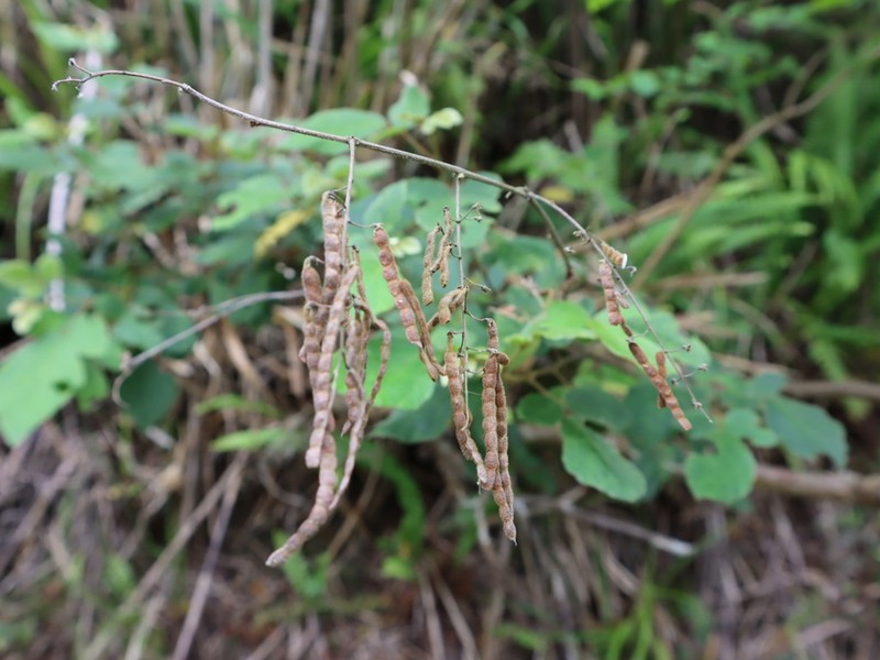 Puhuaea sequax photo 6