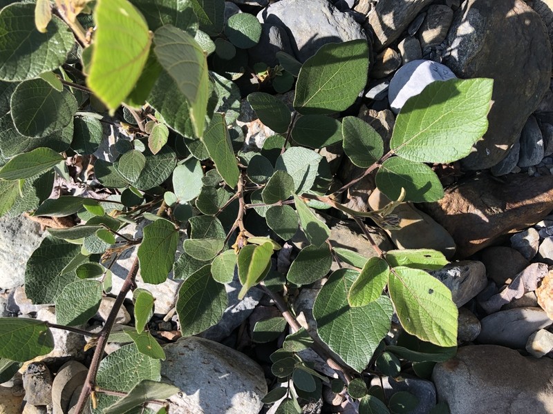 Puhuaea sequax photo 8