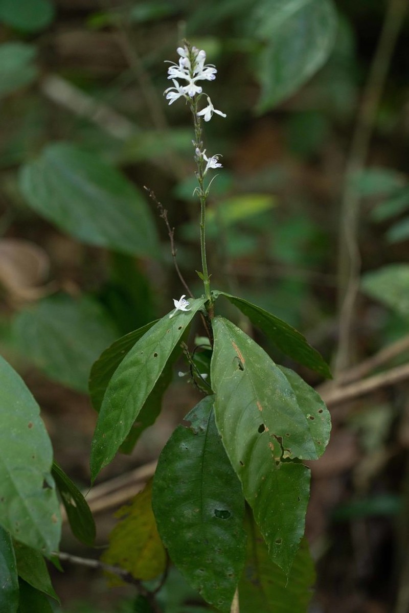 Pulchranthus adenostachyus photo 2