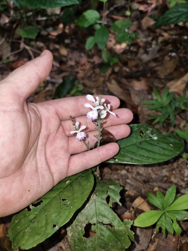 Pulchranthus adenostachyus photo 4
