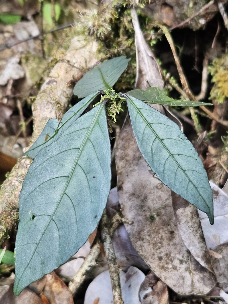 Pulchranthus congestus
