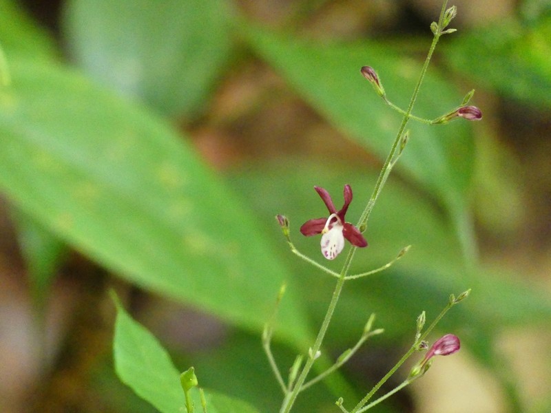 Pulchranthus congestus photo 2