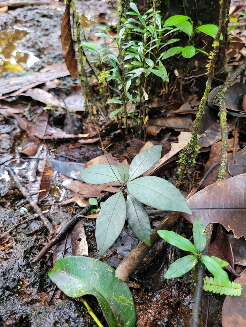 Pulchranthus congestus photo 3