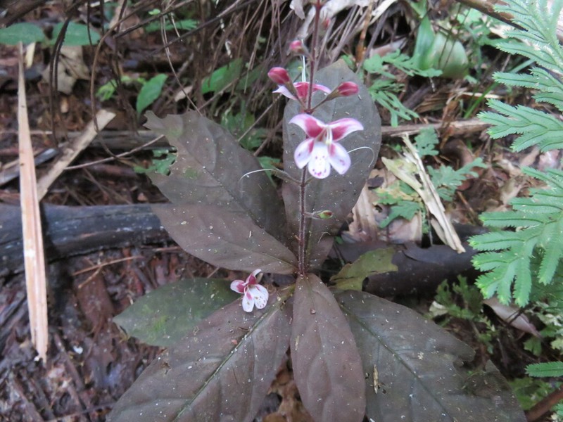 Pulchranthus congestus photo 4