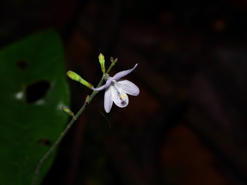 Pulchranthus congestus photo 5