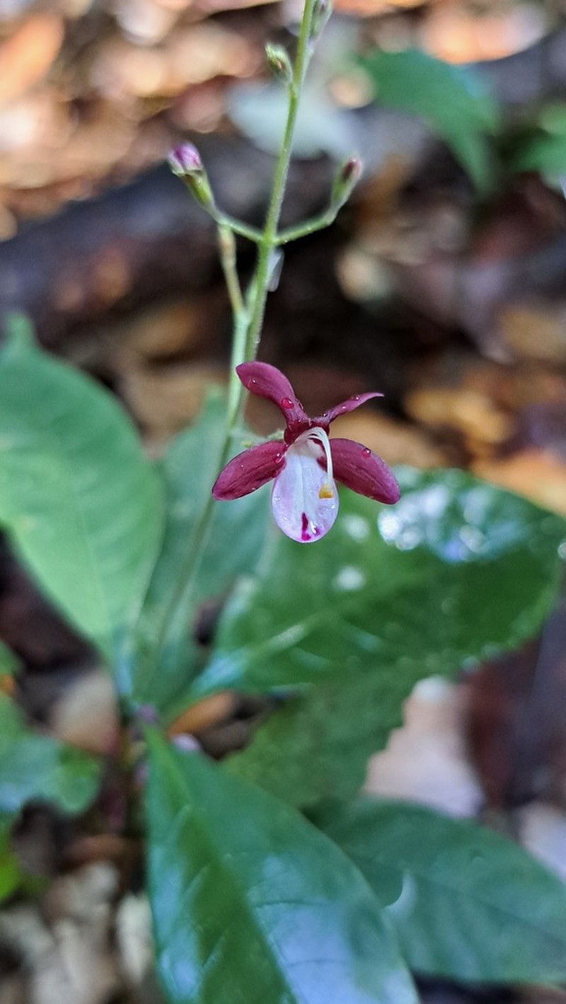 Pulchranthus congestus photo 6