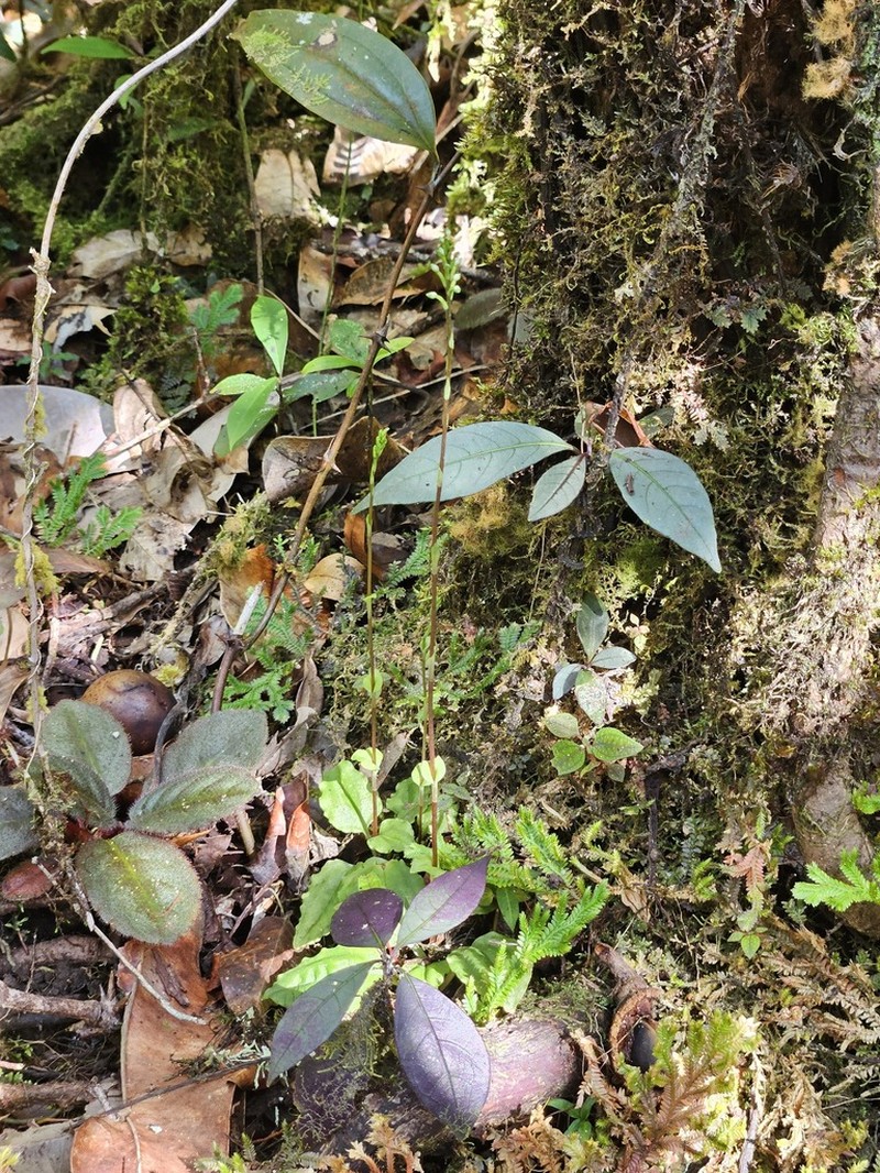 Pulchranthus congestus photo 7