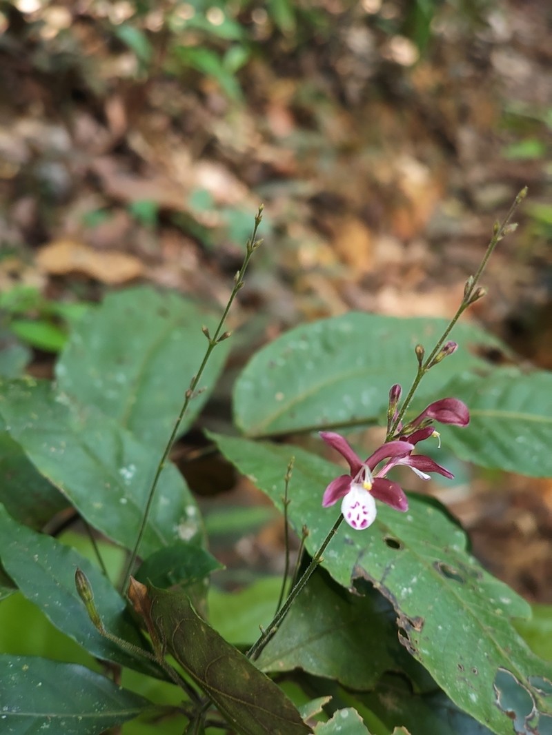 Pulchranthus congestus photo 8