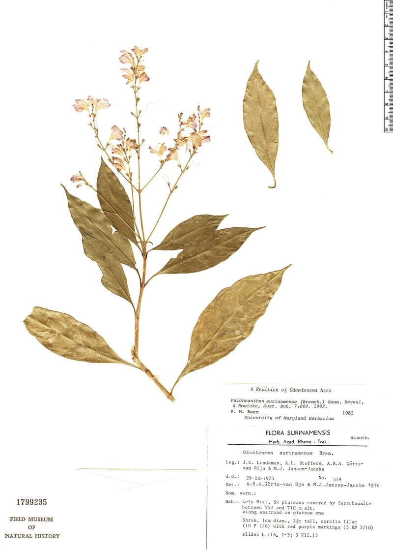 Pulchranthus surinamensis