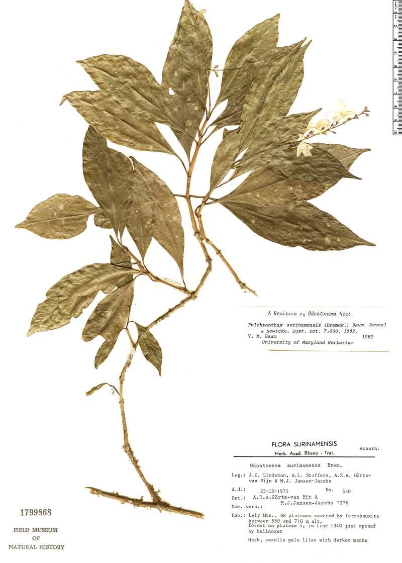 Pulchranthus surinamensis photo 2